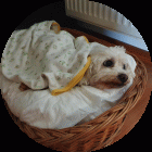 Proprietar: Tünde photo